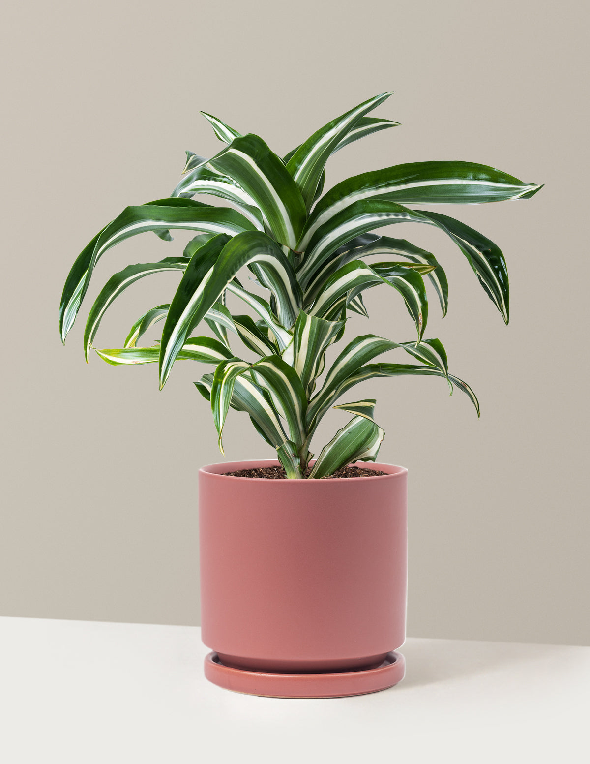 Dracaena Jewel Jade