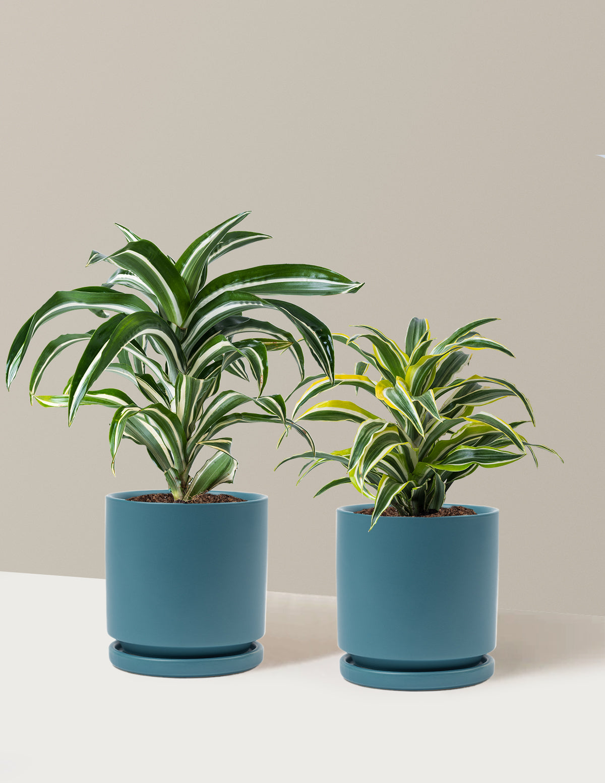 Dekoratif Dracaena İkilisi