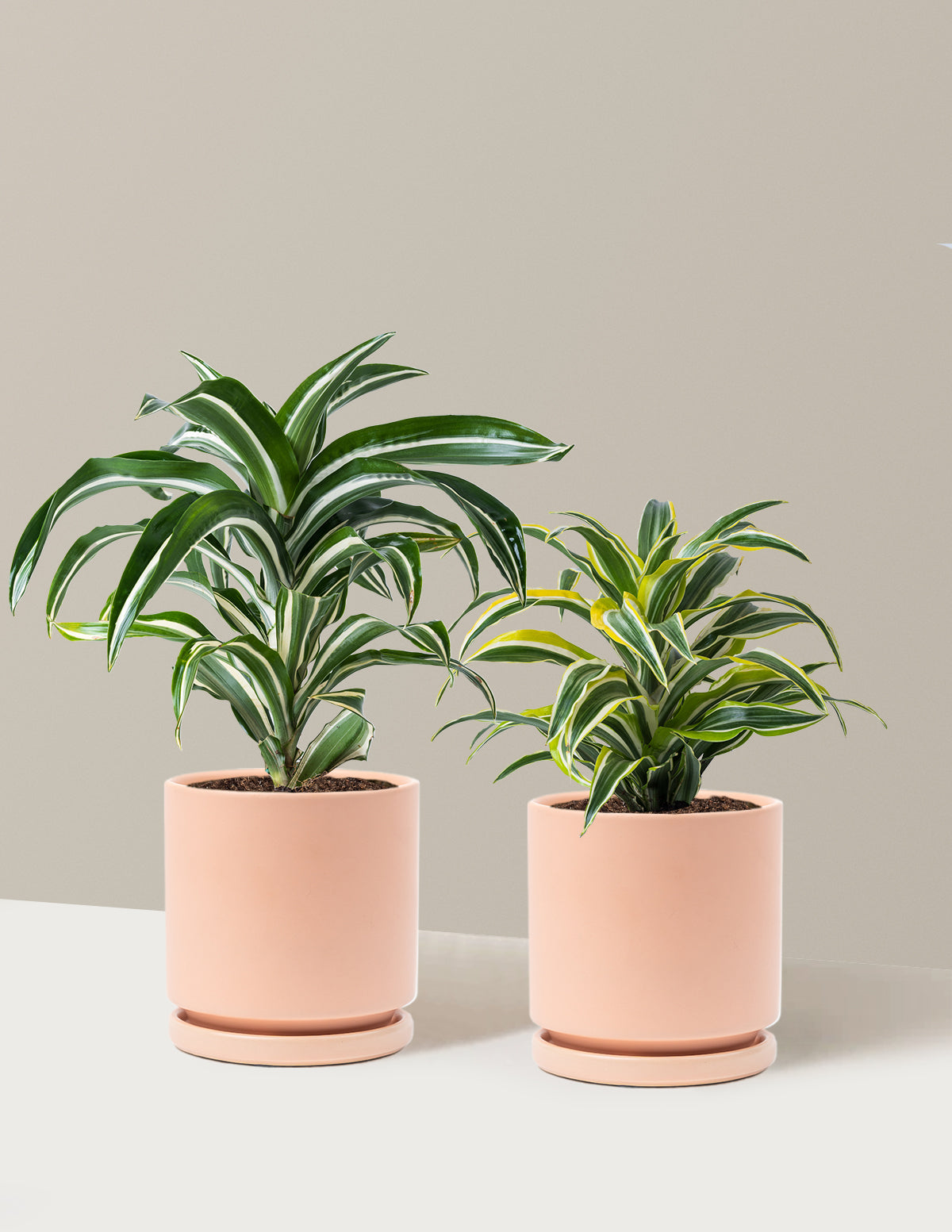 Dekoratif Dracaena İkilisi