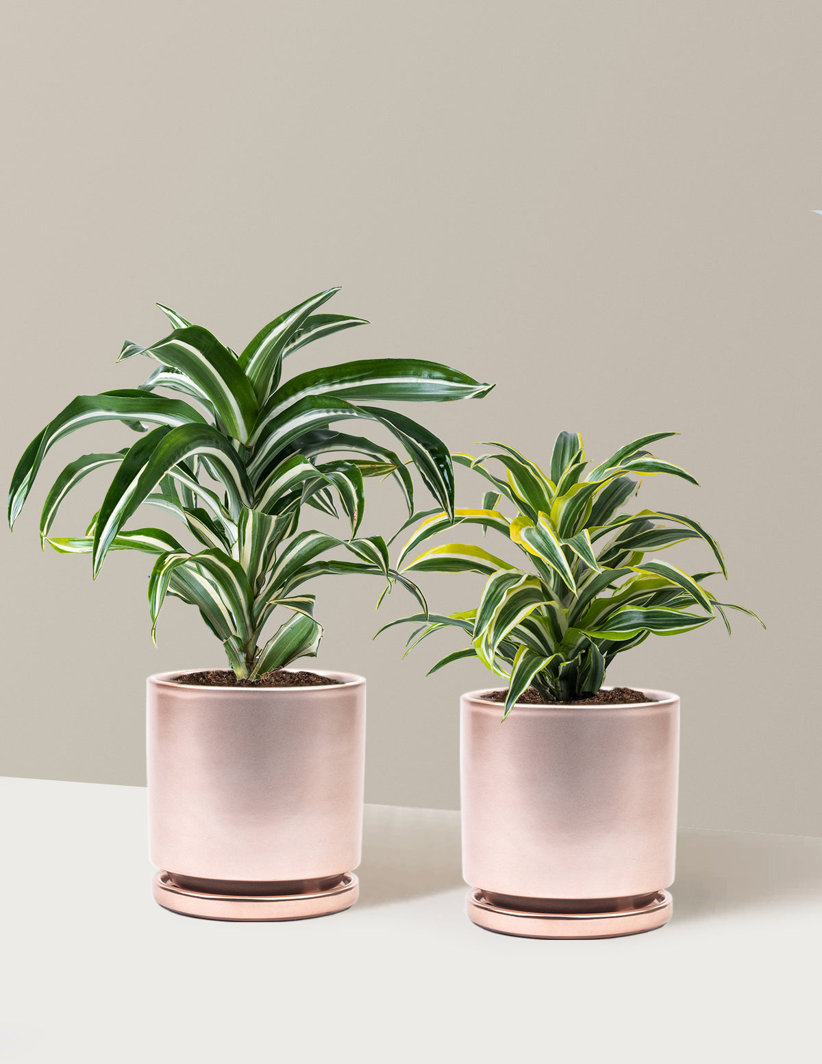 Dekoratif Dracaena İkilisi