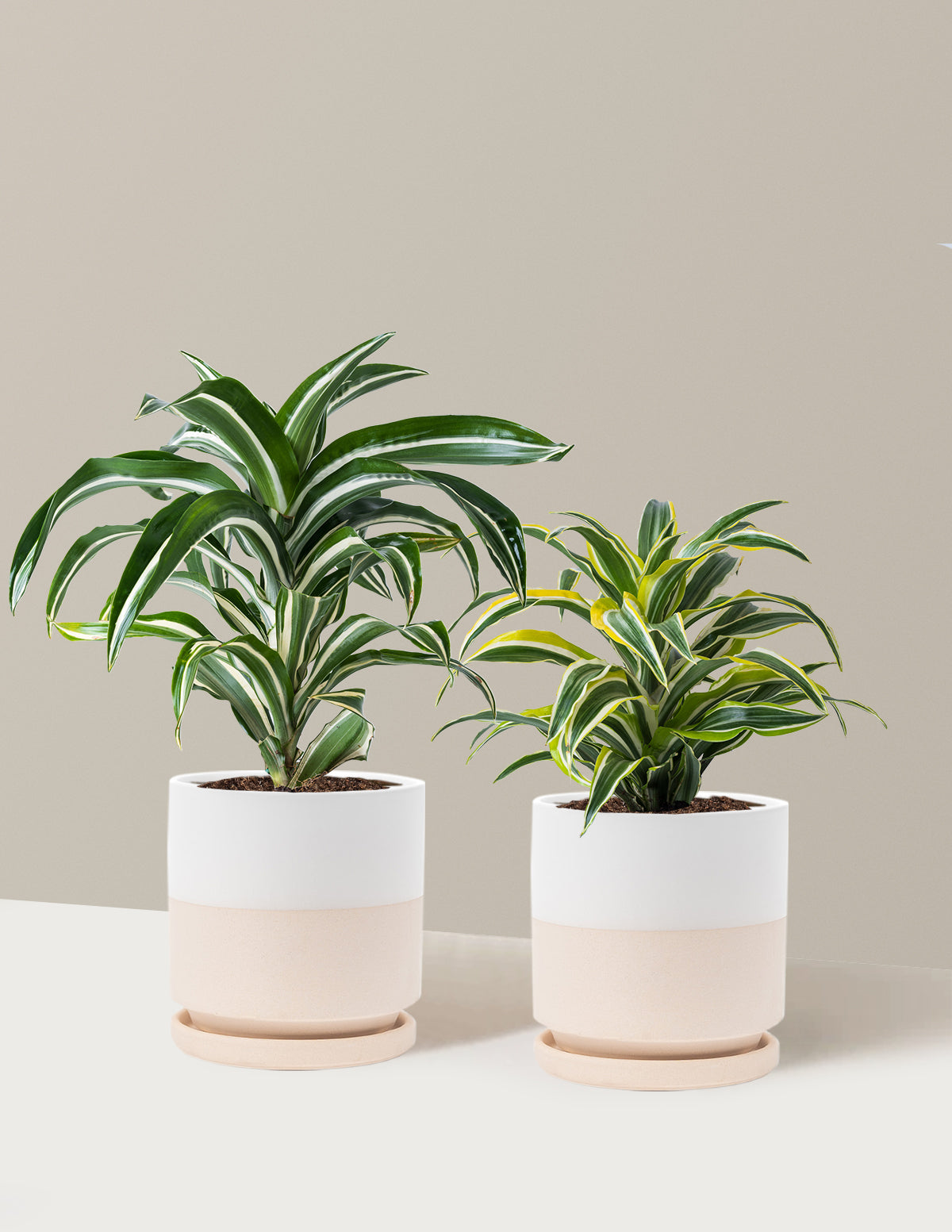 Dekoratif Dracaena İkilisi