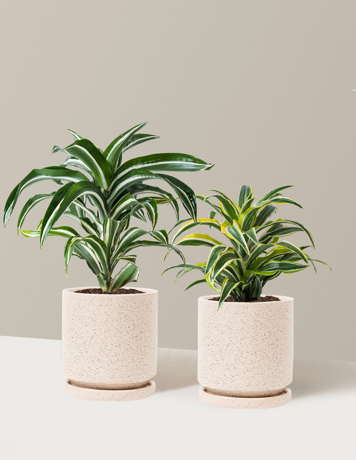 Dekoratif Dracaena İkilisi
