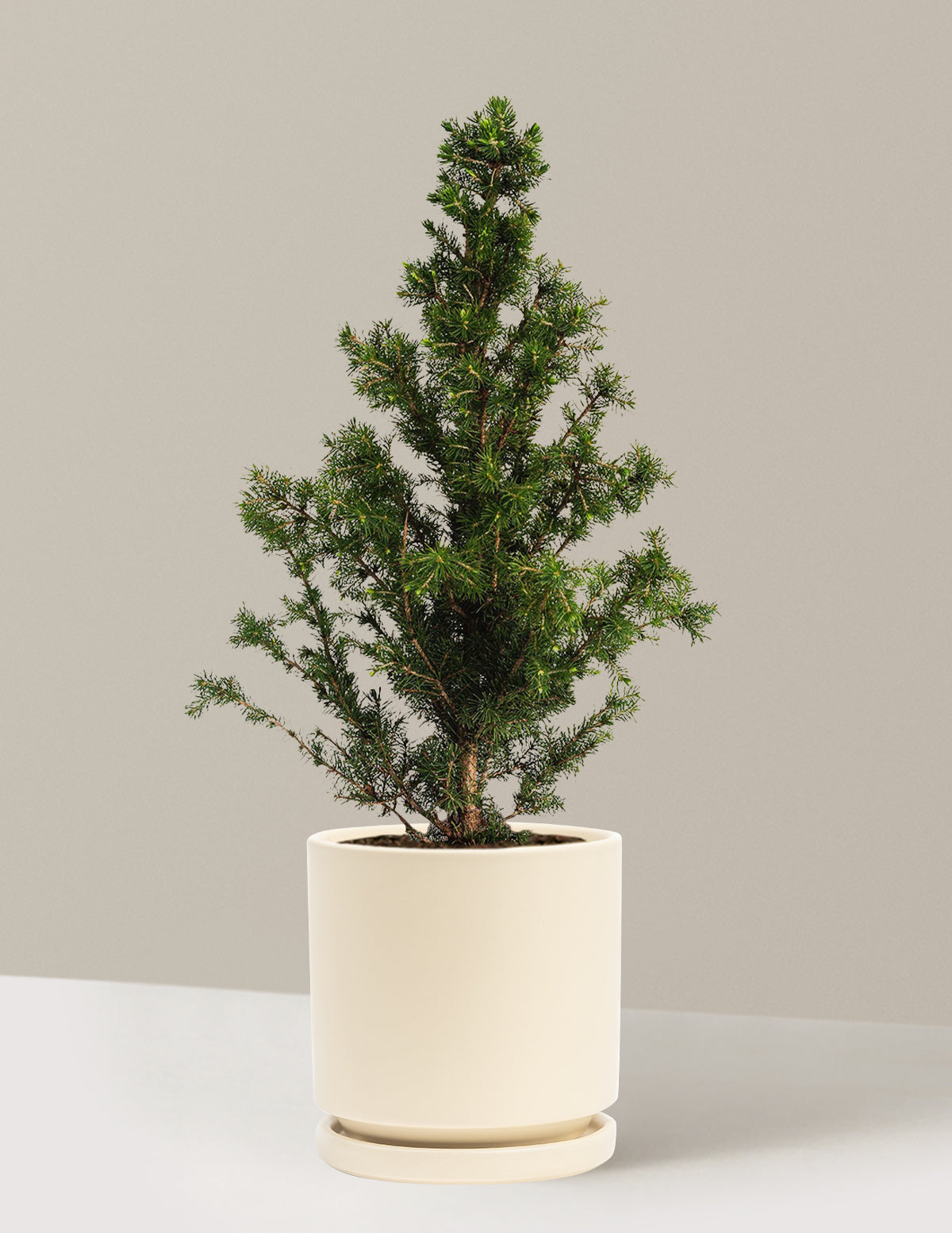 Dwarf Alberta Ladini