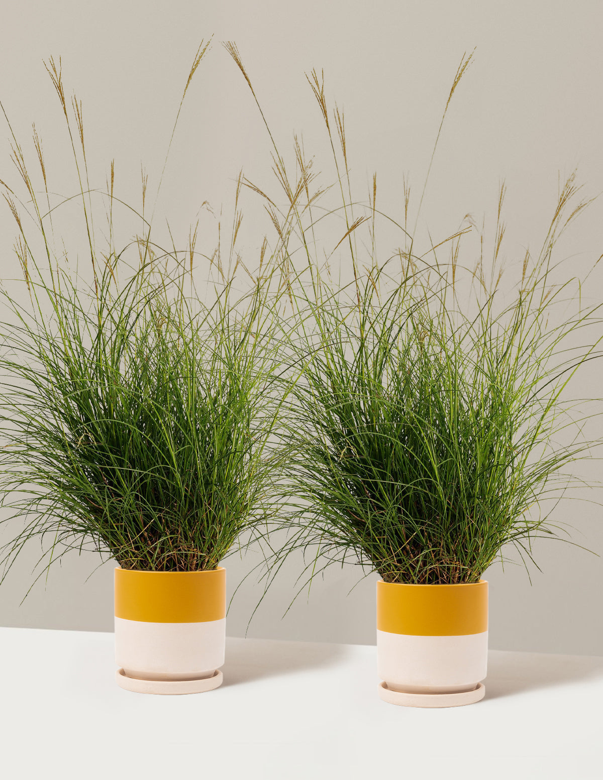 Bodur Süs Otu (Dwarf Maiden Grass)