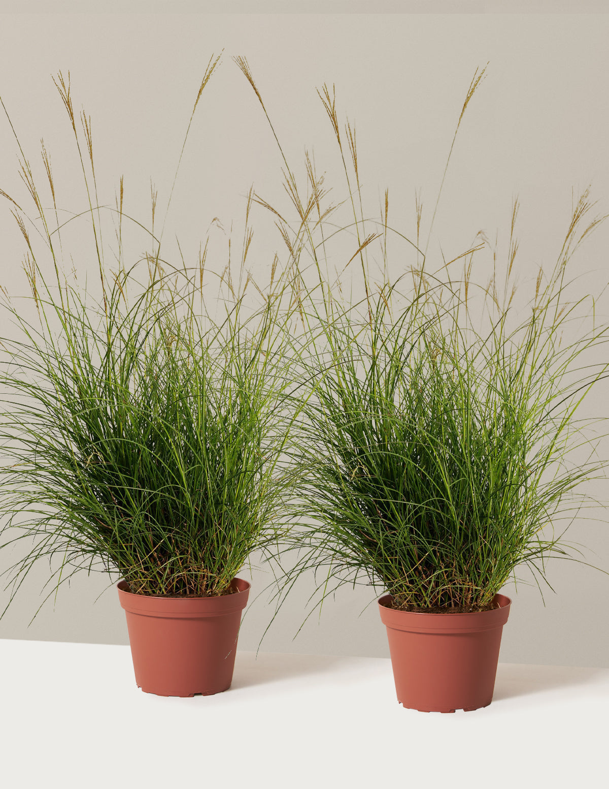 Bodur Süs Otu (Dwarf Maiden Grass)