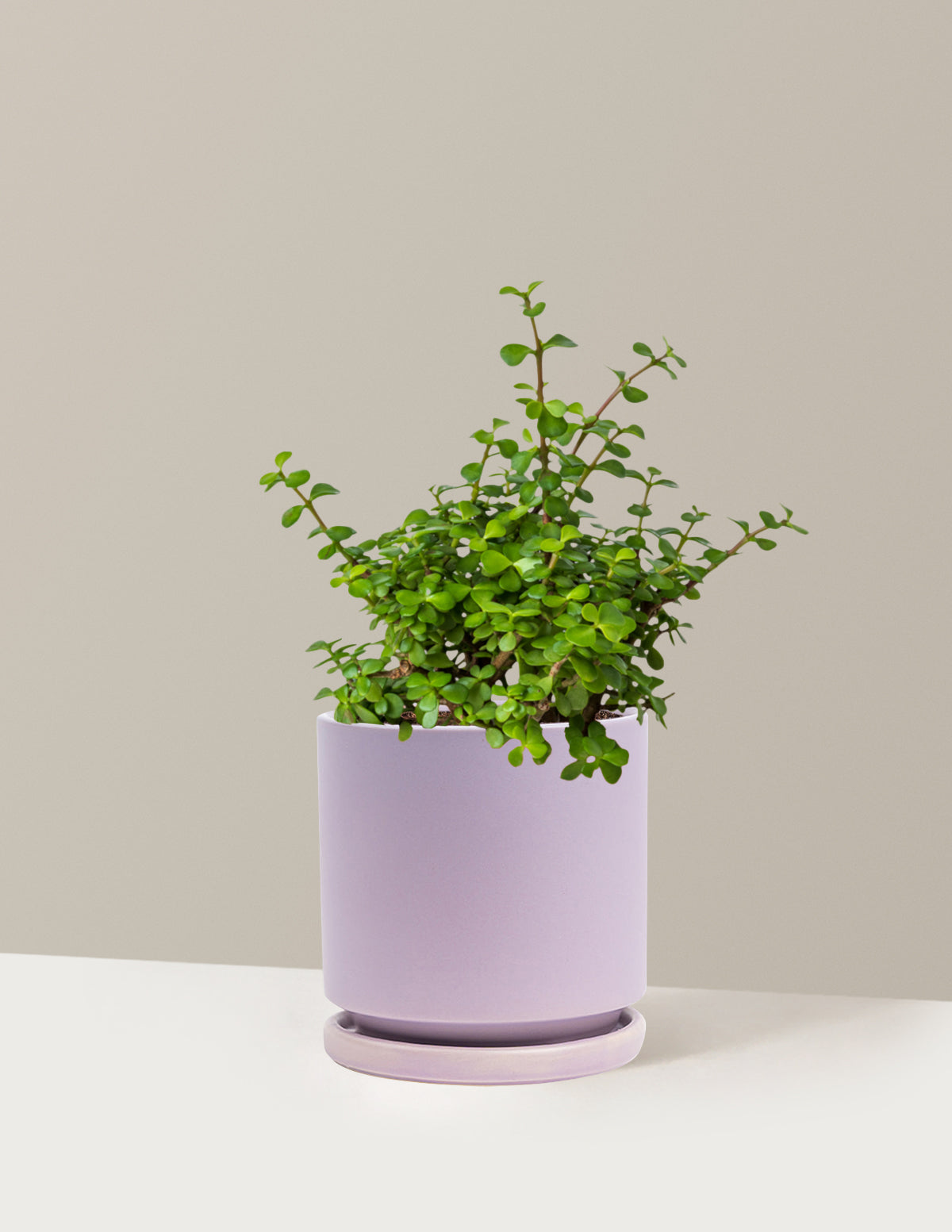 Elephant Bush 'Bereket Bitkisi' (Portulacaria afra)