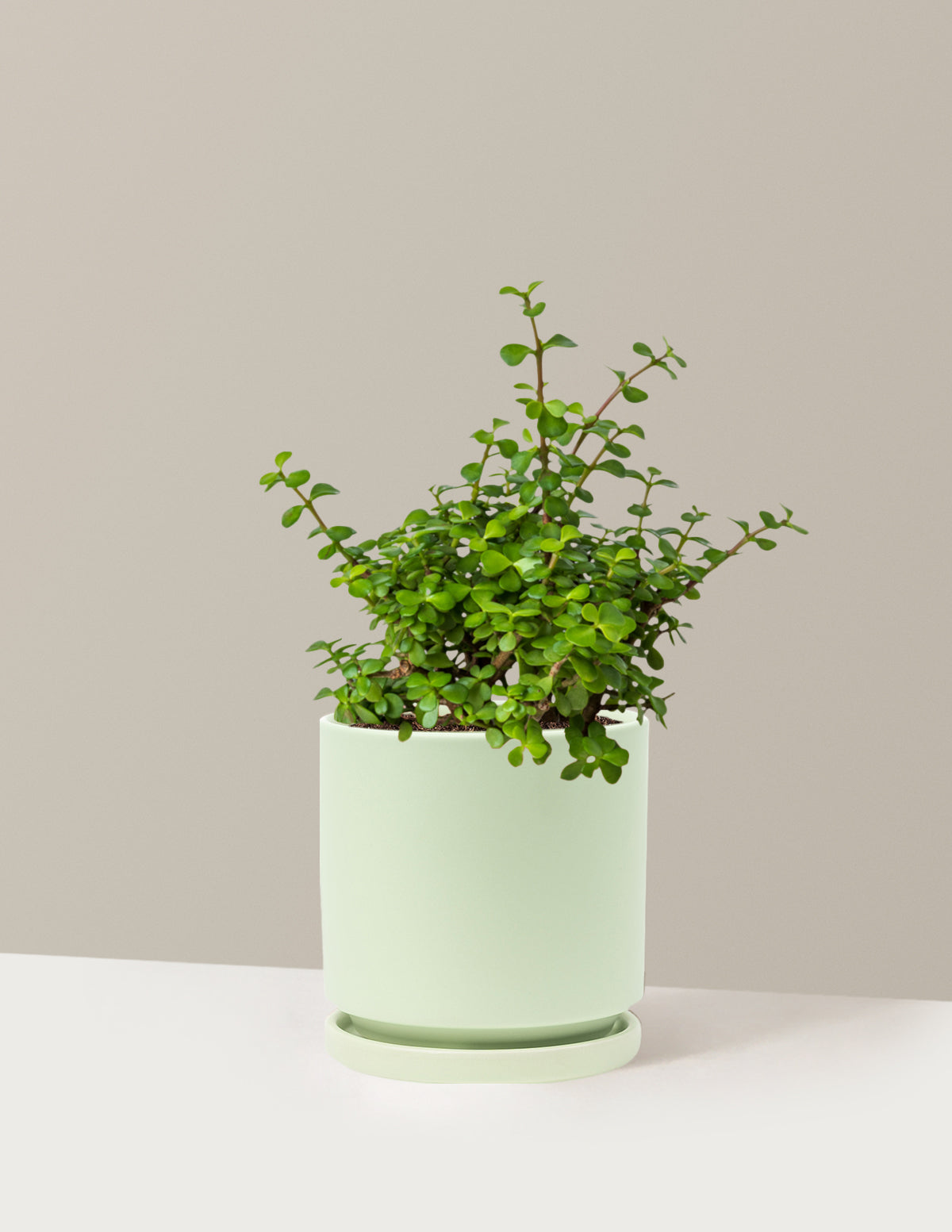 Elephant Bush 'Bereket Bitkisi' (Portulacaria afra)