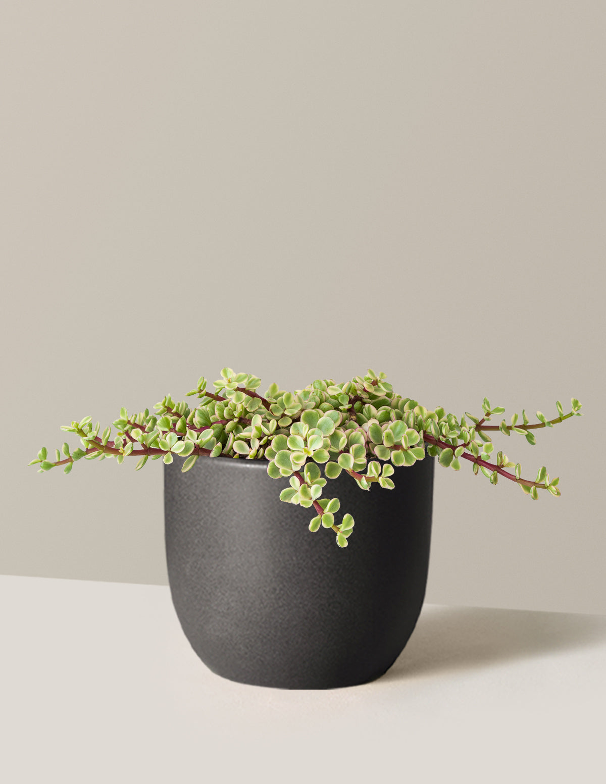 Alacalı Fil Çalısı (Variegated Elephant Bush) - Bereket Bitkisi