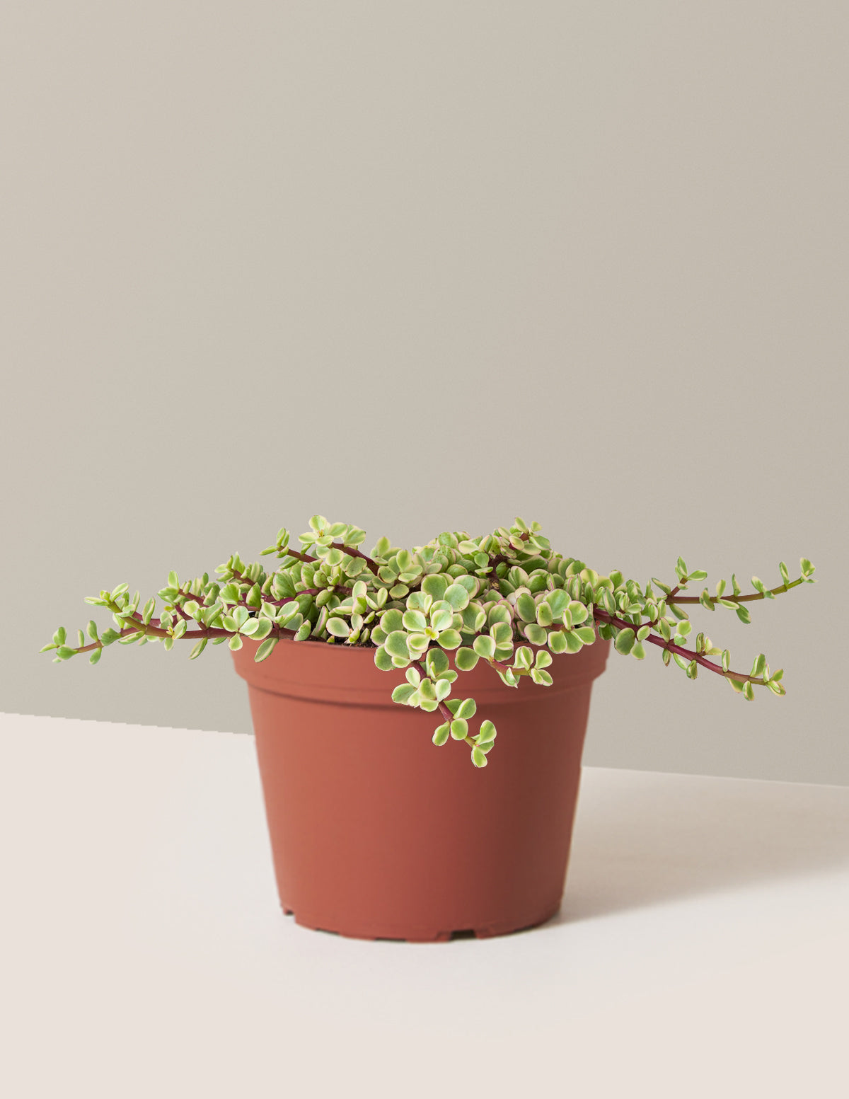 Alacalı Fil Çalısı (Variegated Elephant Bush) - Bereket Bitkisi