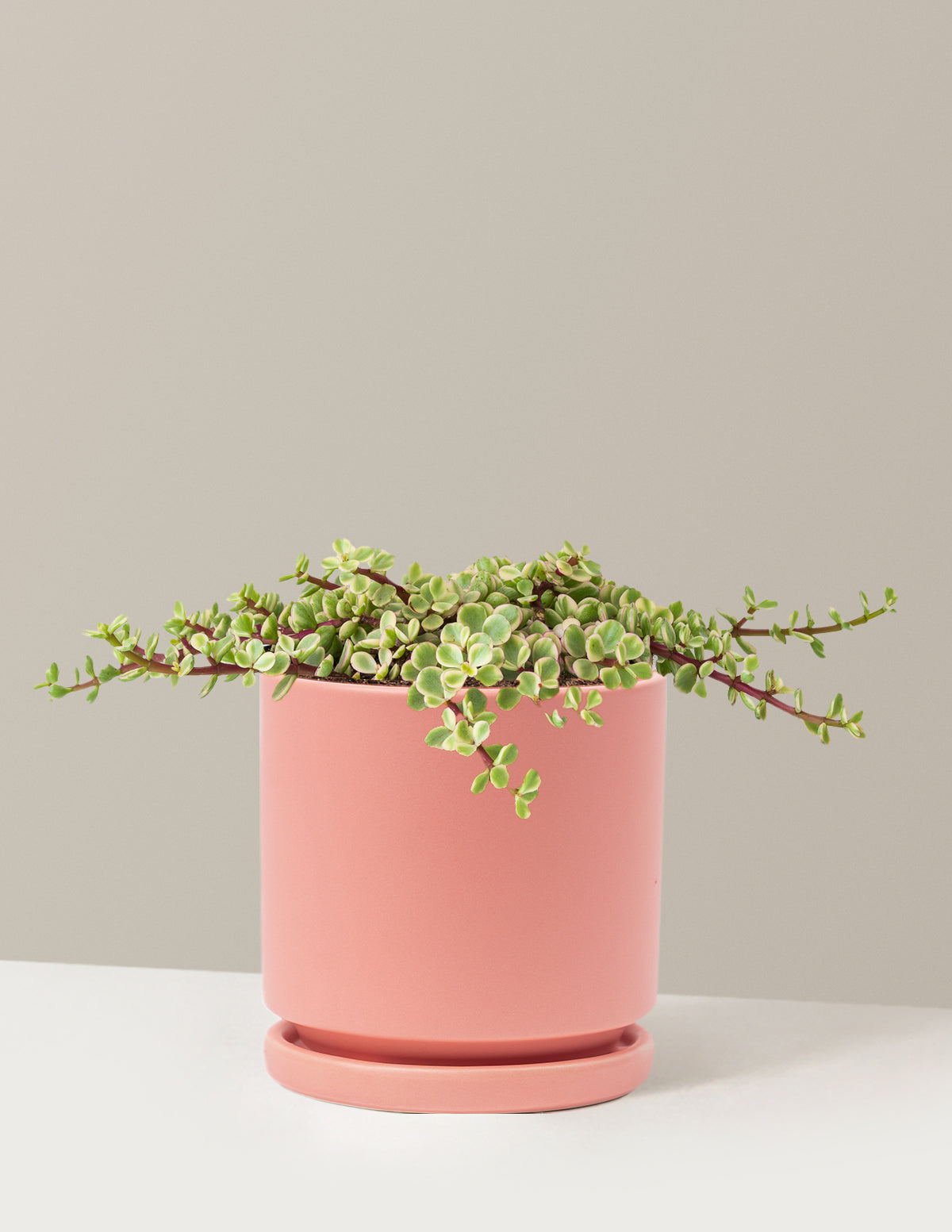 Alacalı Fil Çalısı (Variegated Elephant Bush) - Bereket Bitkisi