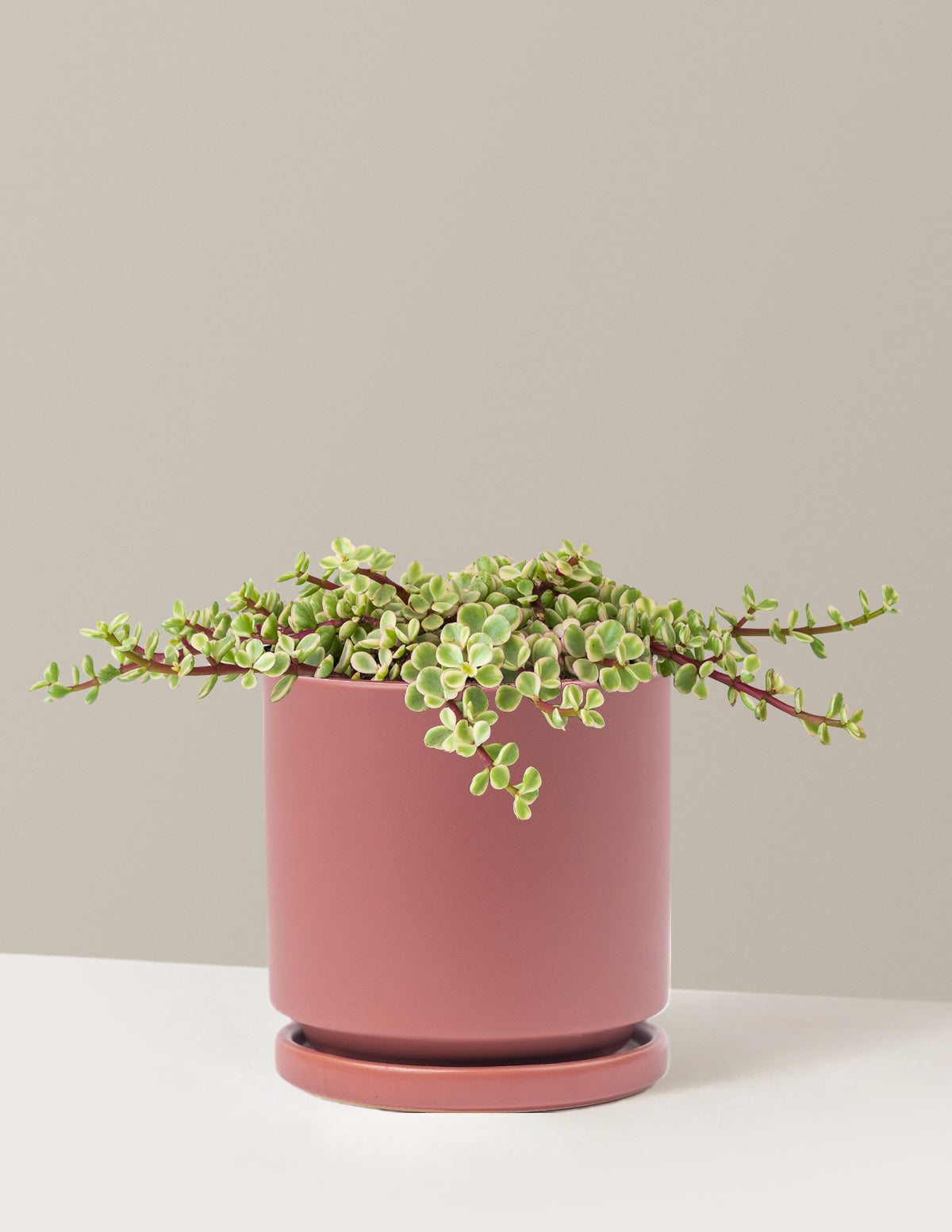 Alacalı Fil Çalısı (Variegated Elephant Bush) - Bereket Bitkisi