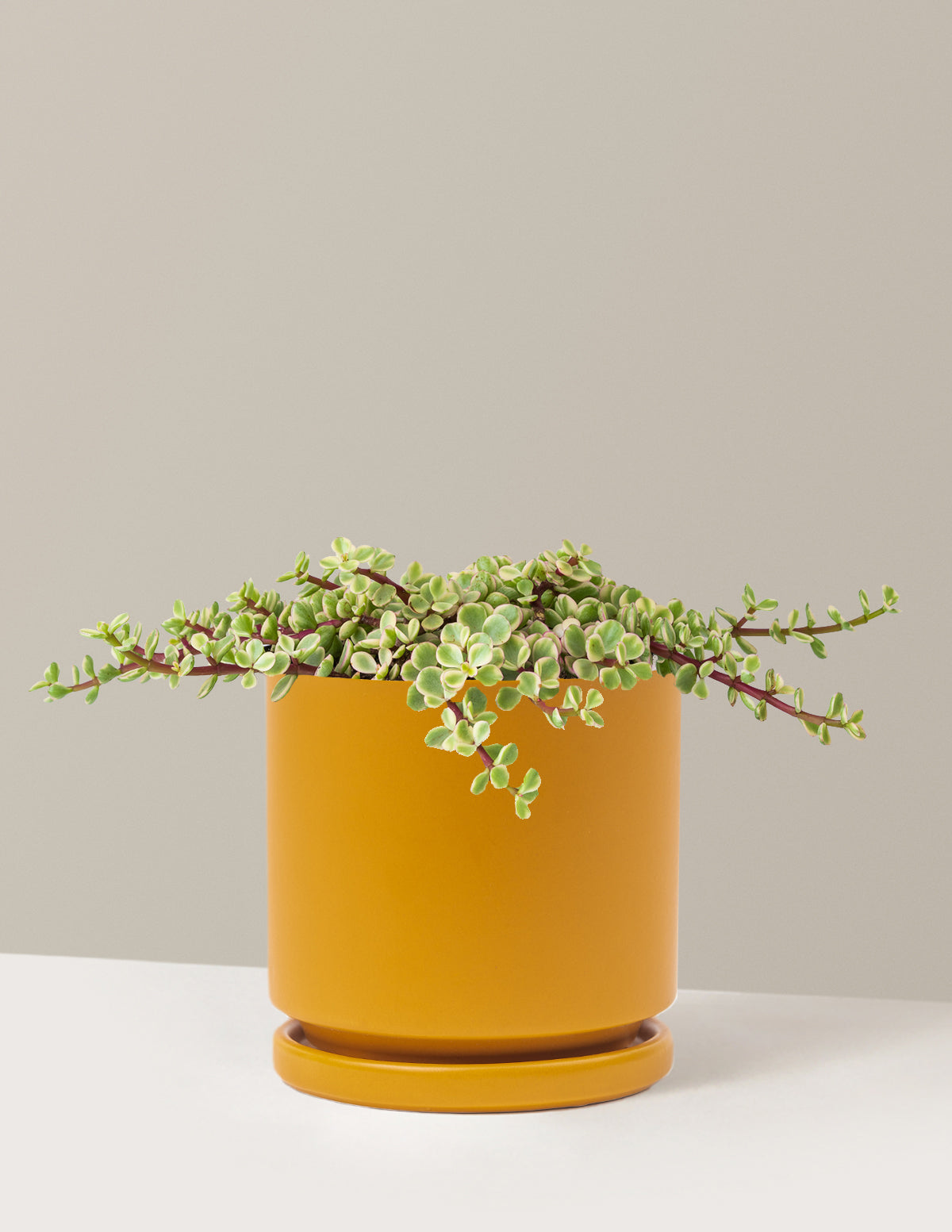 Alacalı Fil Çalısı (Variegated Elephant Bush) - Bereket Bitkisi