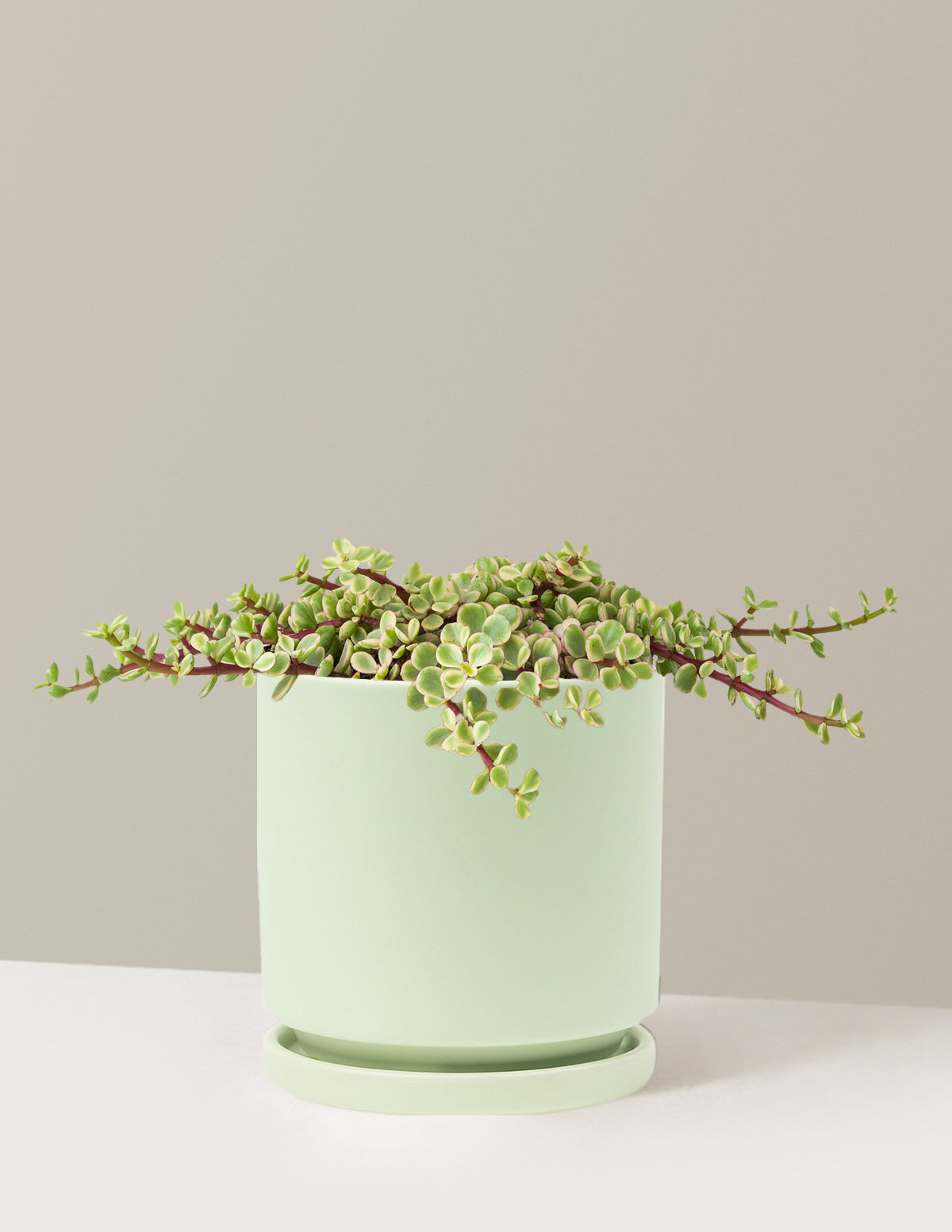Alacalı Fil Çalısı (Variegated Elephant Bush) - Bereket Bitkisi