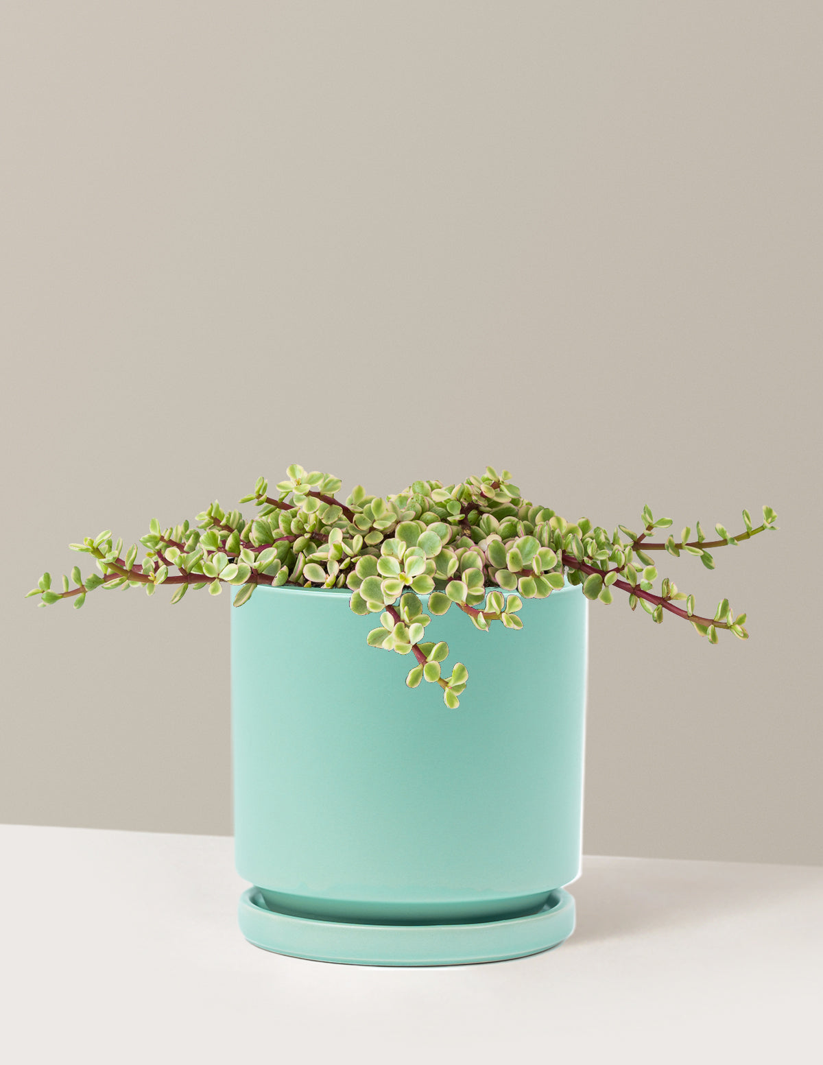 Alacalı Fil Çalısı (Variegated Elephant Bush) - Bereket Bitkisi