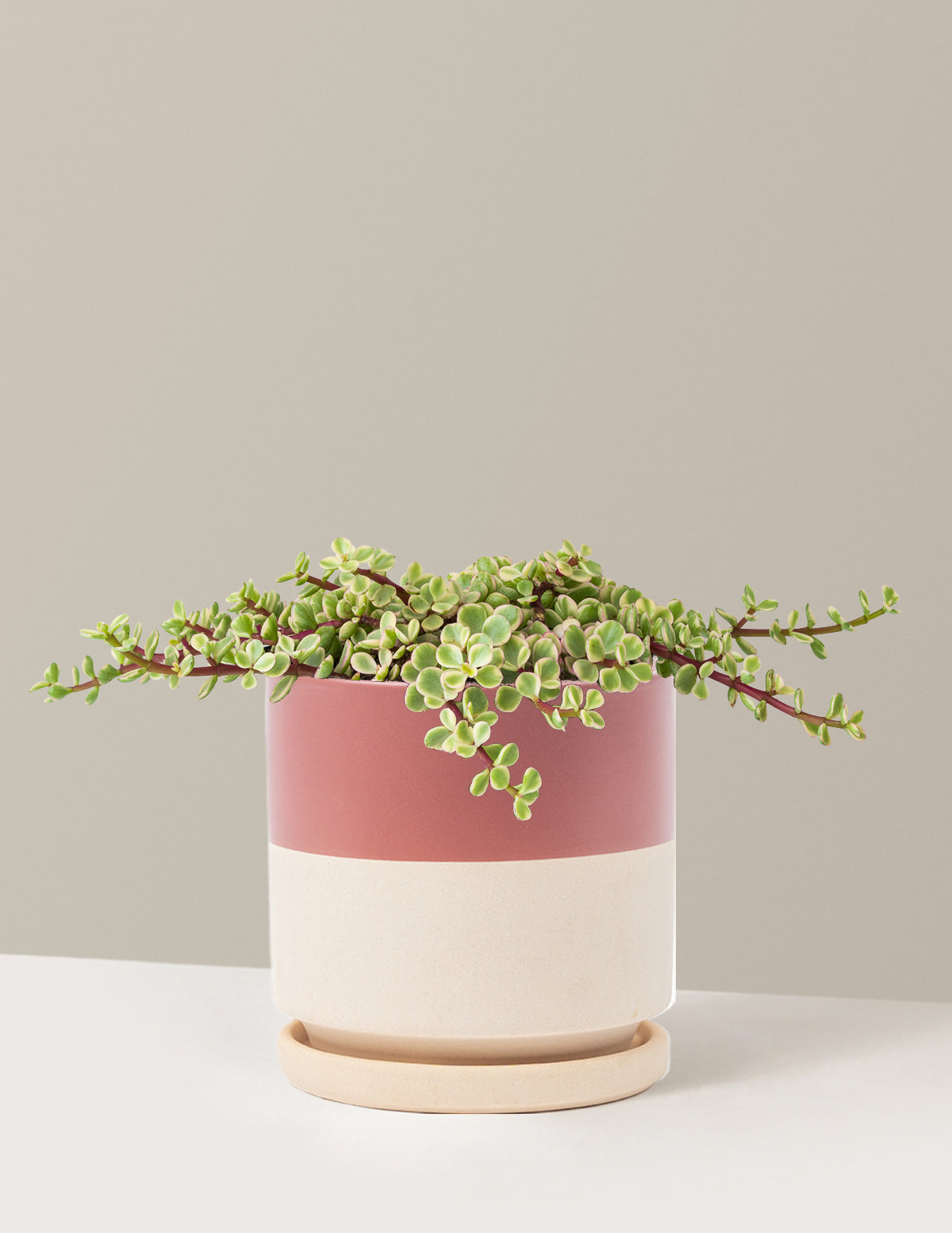 Alacalı Fil Çalısı (Variegated Elephant Bush) - Bereket Bitkisi