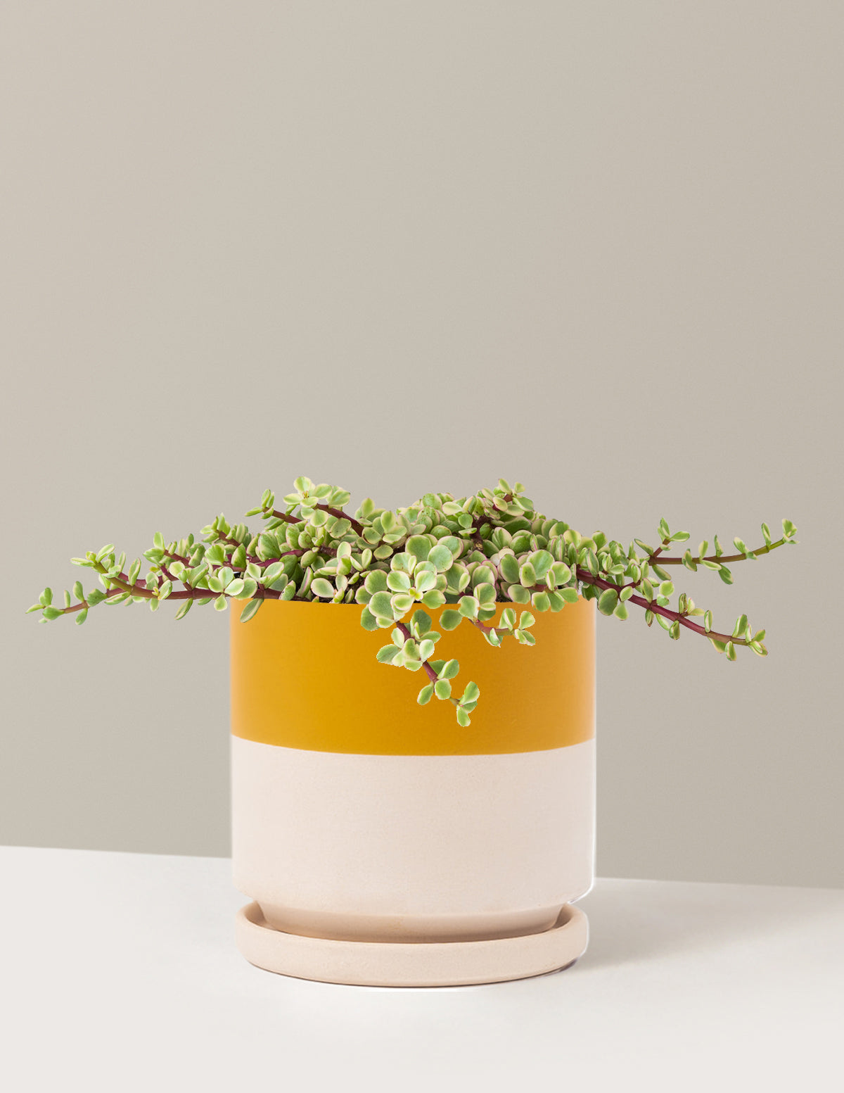 Alacalı Fil Çalısı (Variegated Elephant Bush) - Bereket Bitkisi