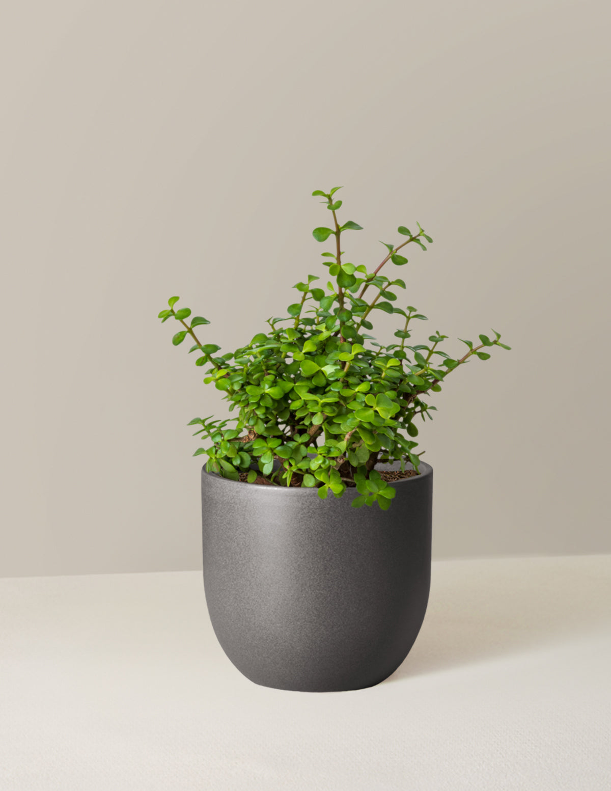 Elephant Bush 'Bereket Bitkisi' (Portulacaria afra)