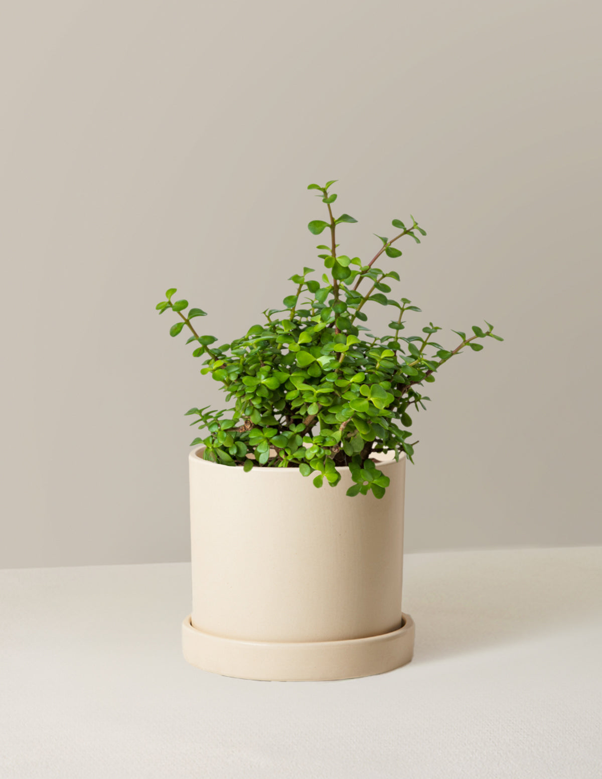 Elephant Bush 'Bereket Bitkisi' (Portulacaria afra)