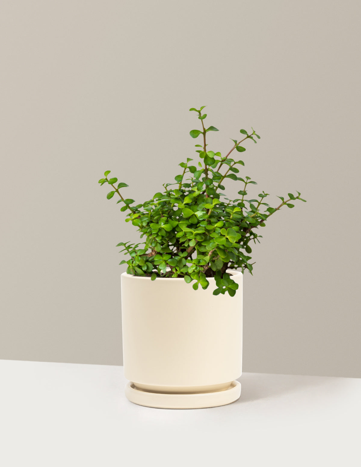 Elephant Bush 'Bereket Bitkisi' (Portulacaria afra)