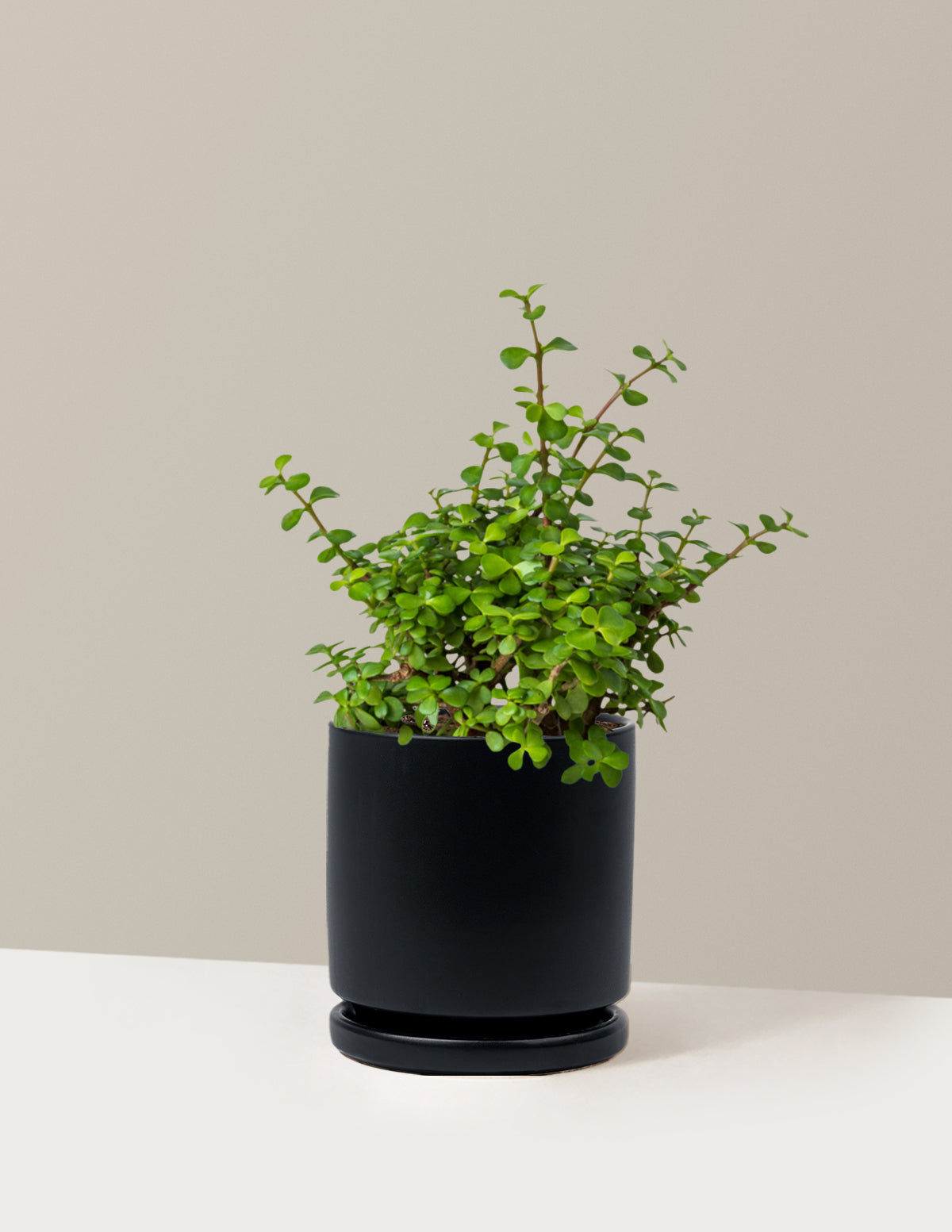 Elephant Bush 'Bereket Bitkisi' (Portulacaria afra)