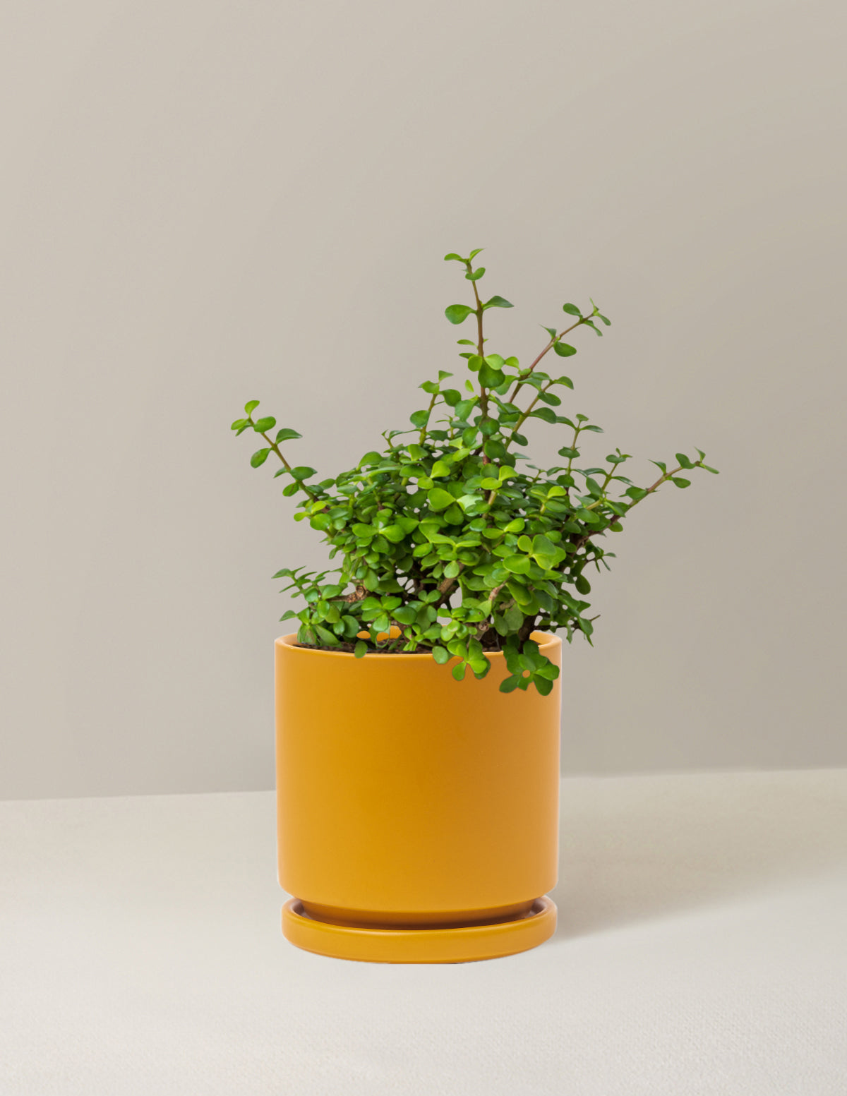 Elephant Bush 'Bereket Bitkisi' (Portulacaria afra)