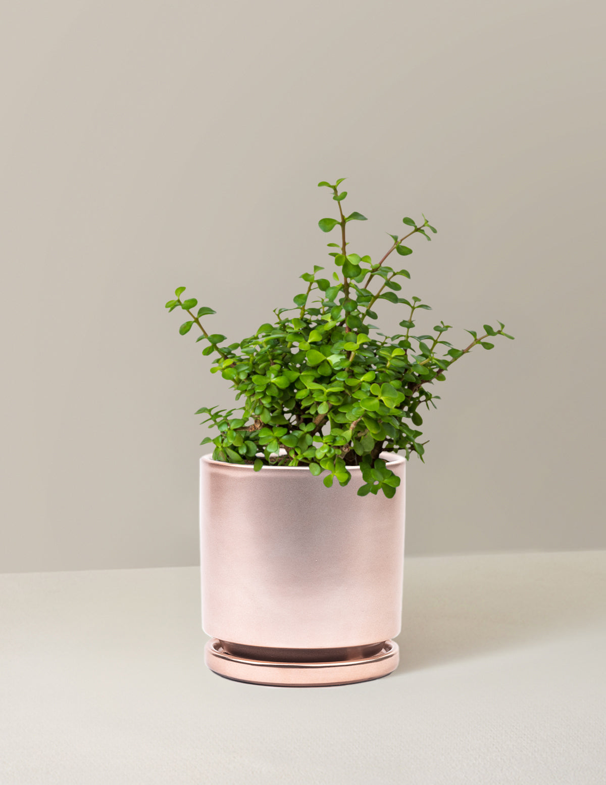 Elephant Bush 'Bereket Bitkisi' (Portulacaria afra)