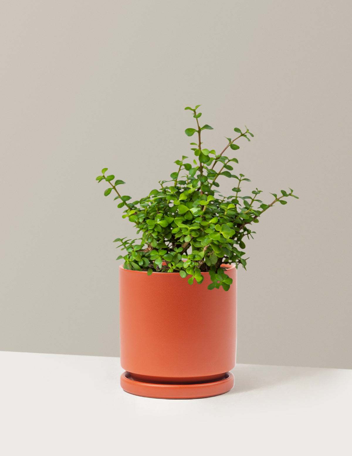 Elephant Bush 'Bereket Bitkisi' (Portulacaria afra)