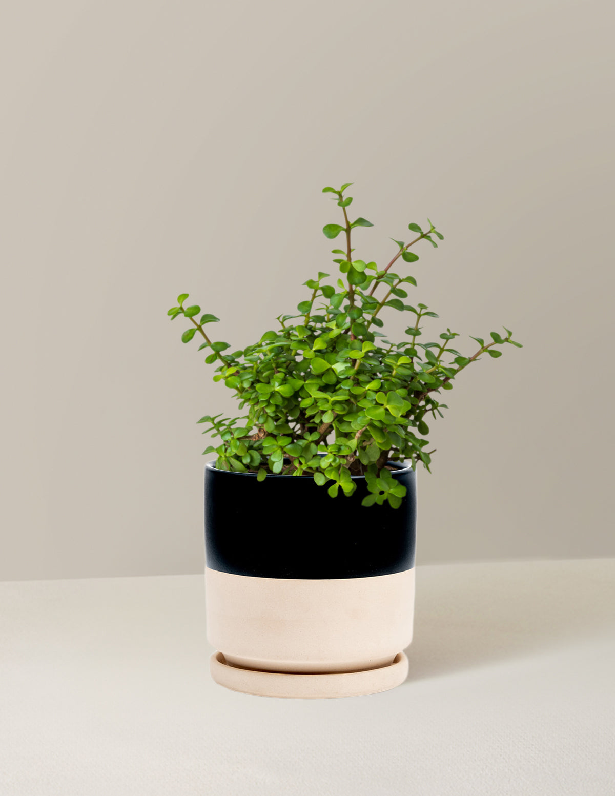 Elephant Bush 'Bereket Bitkisi' (Portulacaria afra)