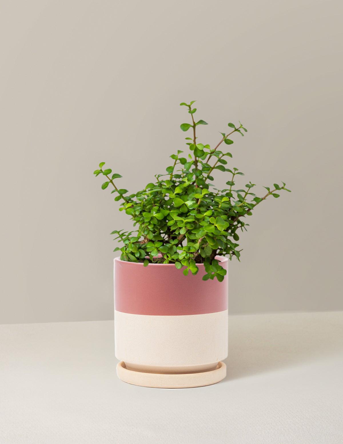 Elephant Bush 'Bereket Bitkisi' (Portulacaria afra)