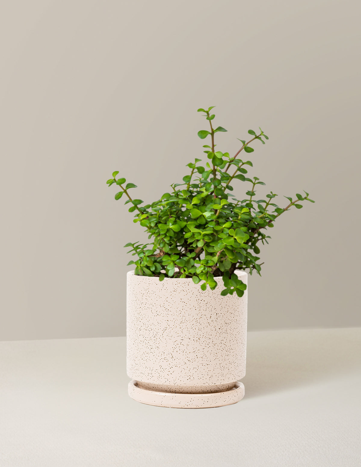 Elephant Bush 'Bereket Bitkisi' (Portulacaria afra)