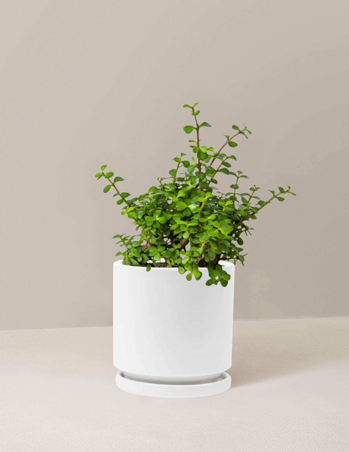 Elephant Bush 'Bereket Bitkisi' (Portulacaria afra)