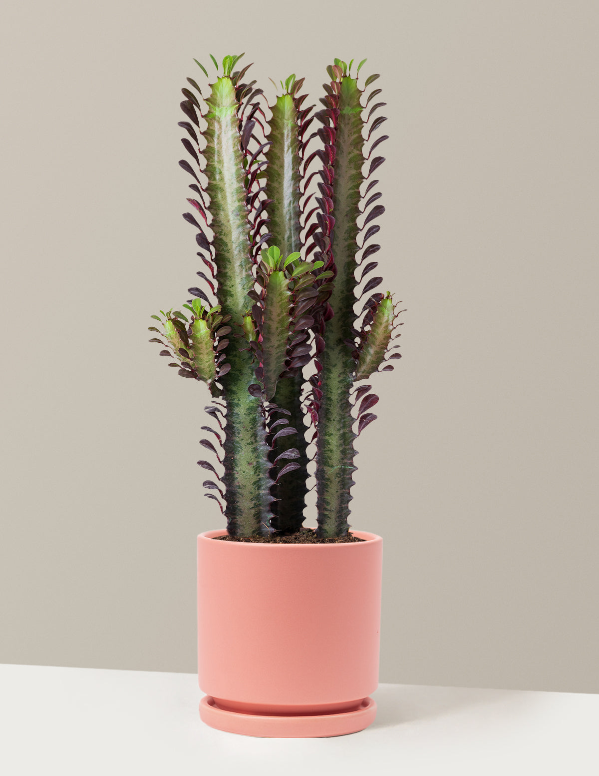 African Milk Tree (Euphorbia trigona 'Rubra')