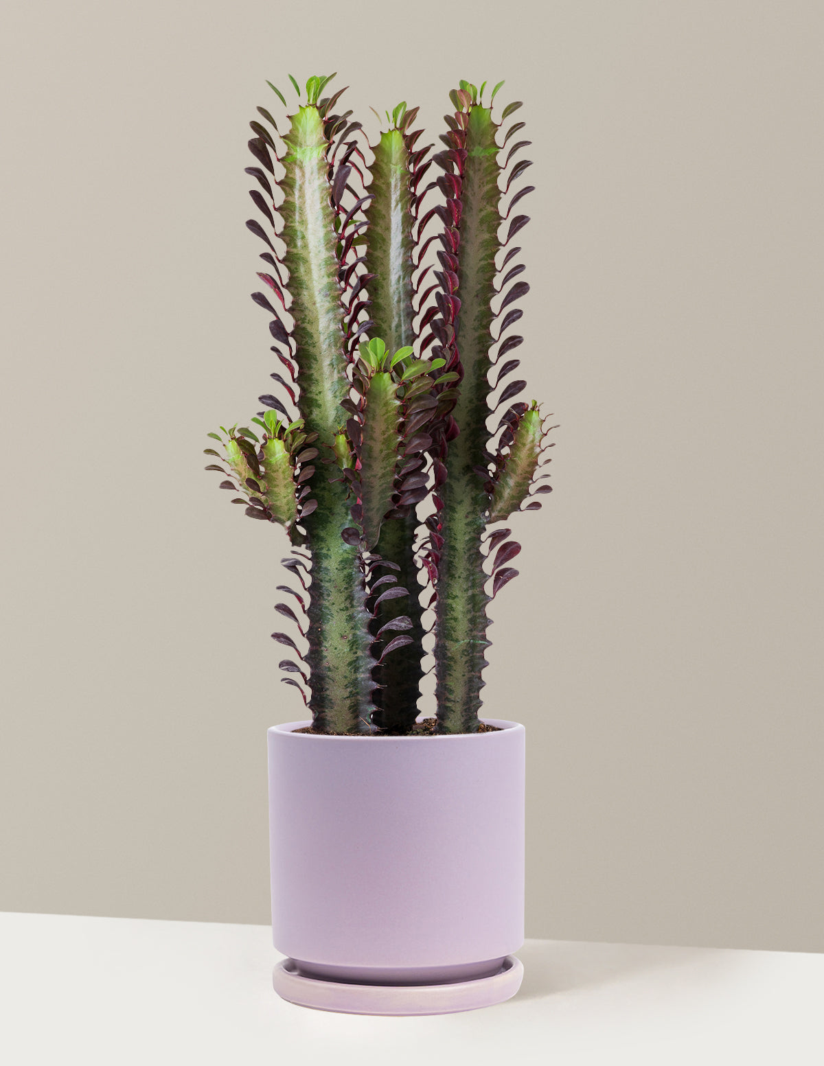 African Milk Tree (Euphorbia trigona 'Rubra')