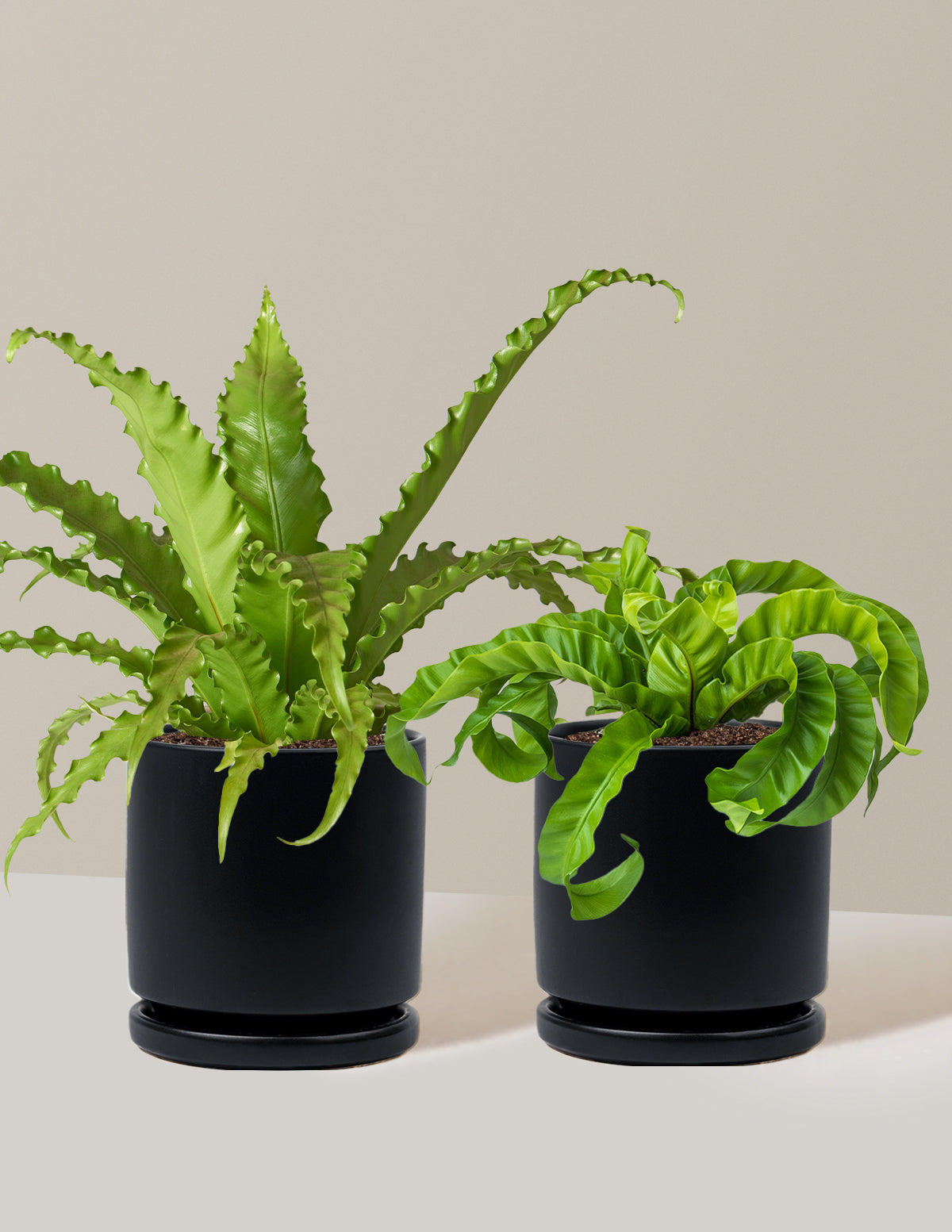 Fern Friends İkili Set