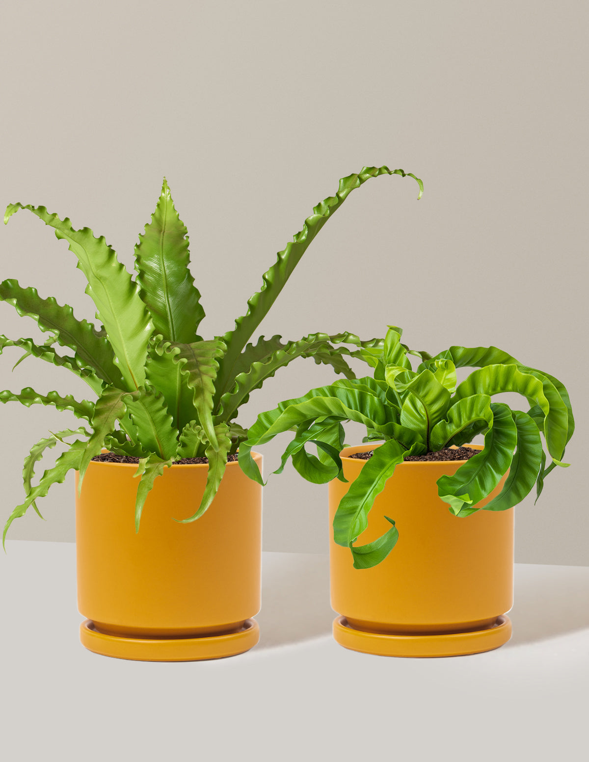 Fern Friends İkili Set