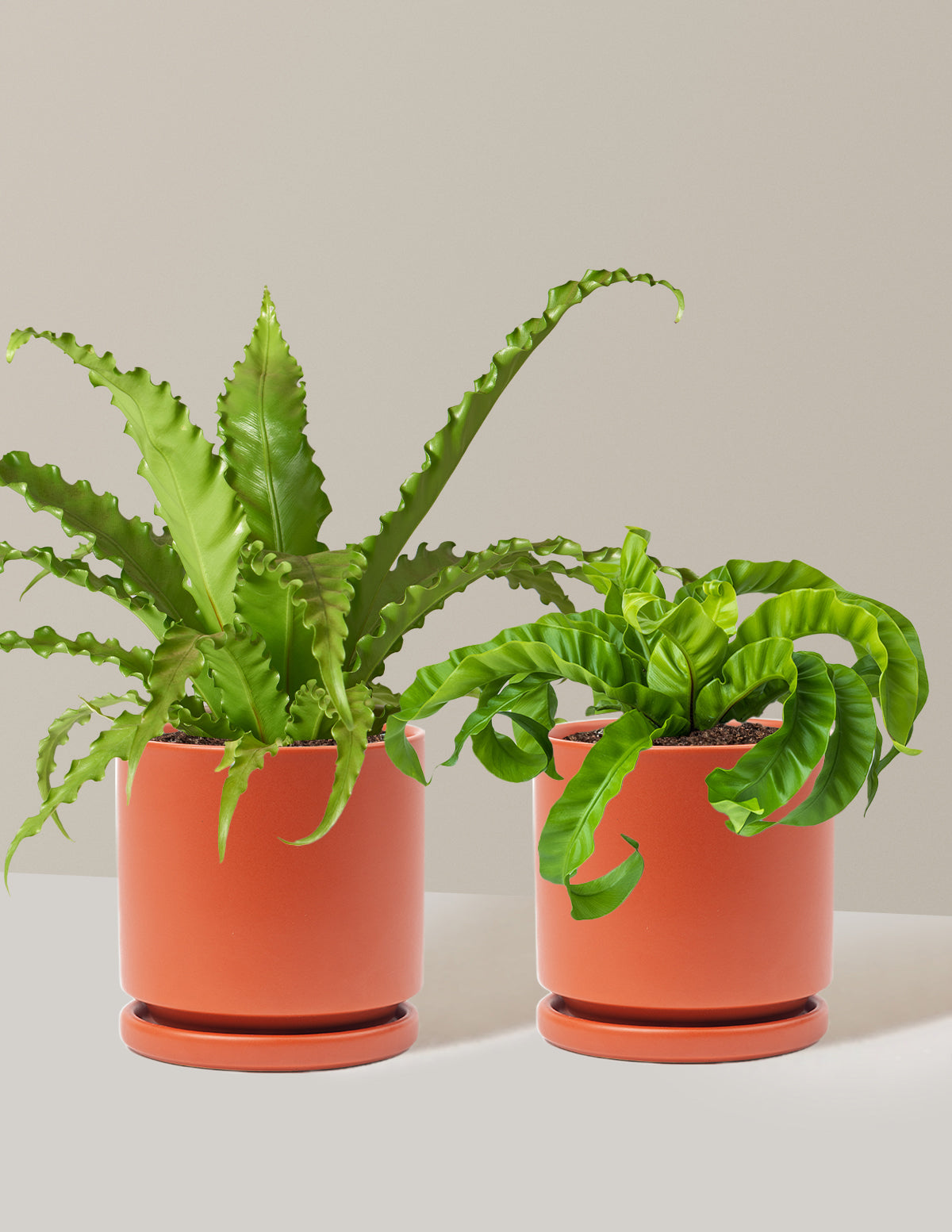 Fern Friends İkili Set