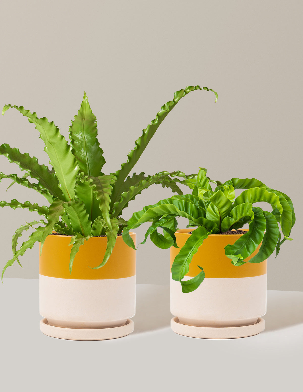 Fern Friends İkili Set