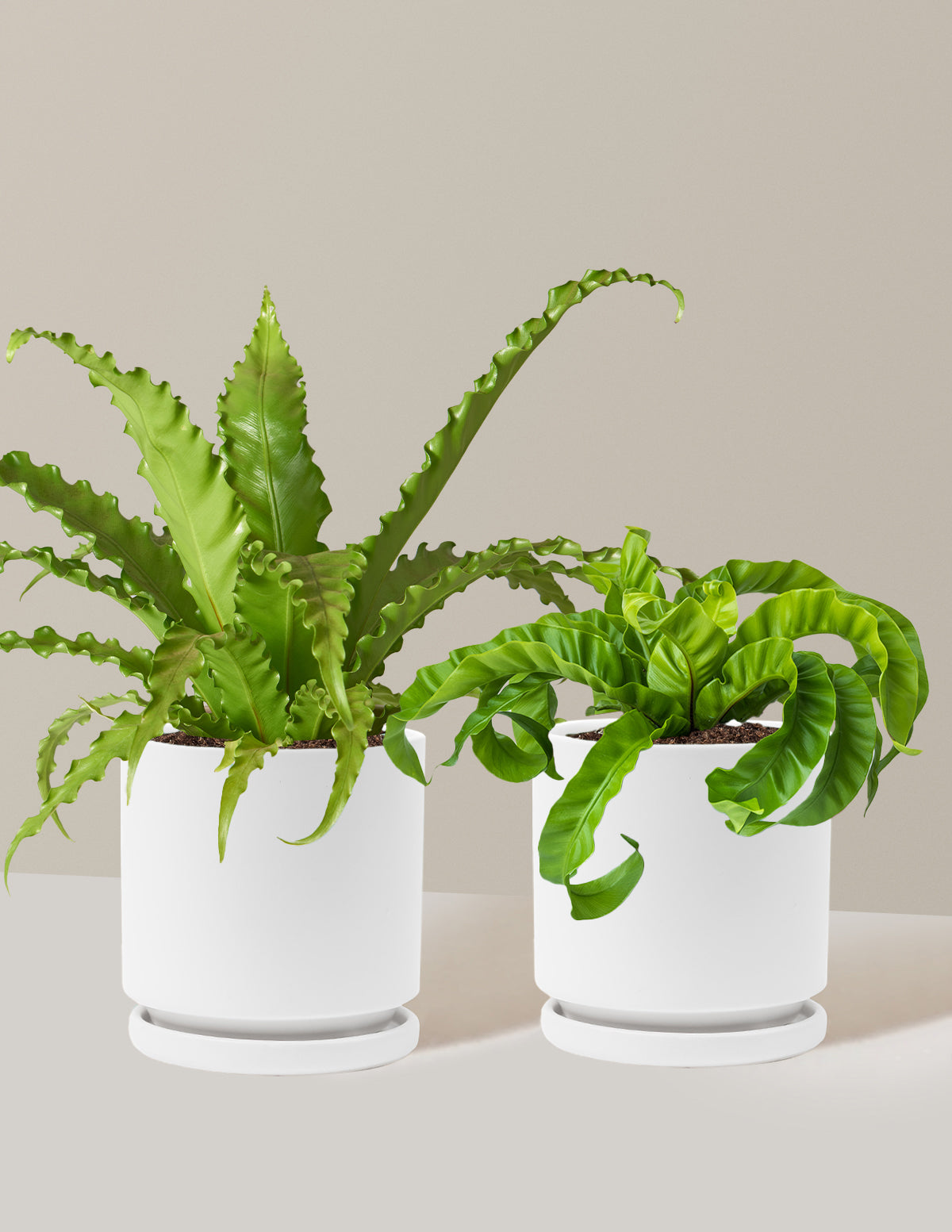 Fern Friends İkili Set