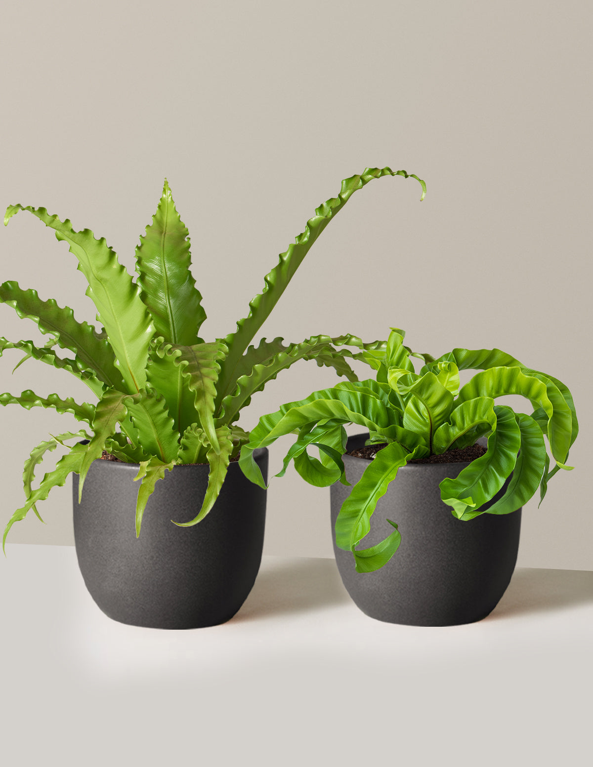 Fern Friends İkili Set