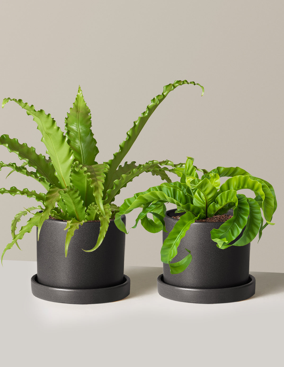 Fern Friends İkili Set