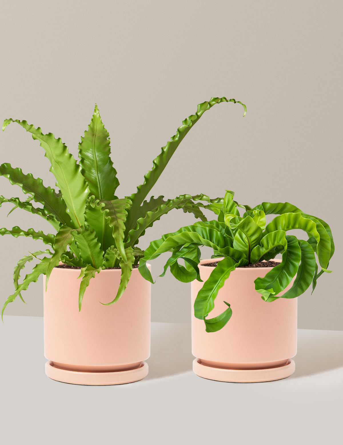 Fern Friends İkili Set