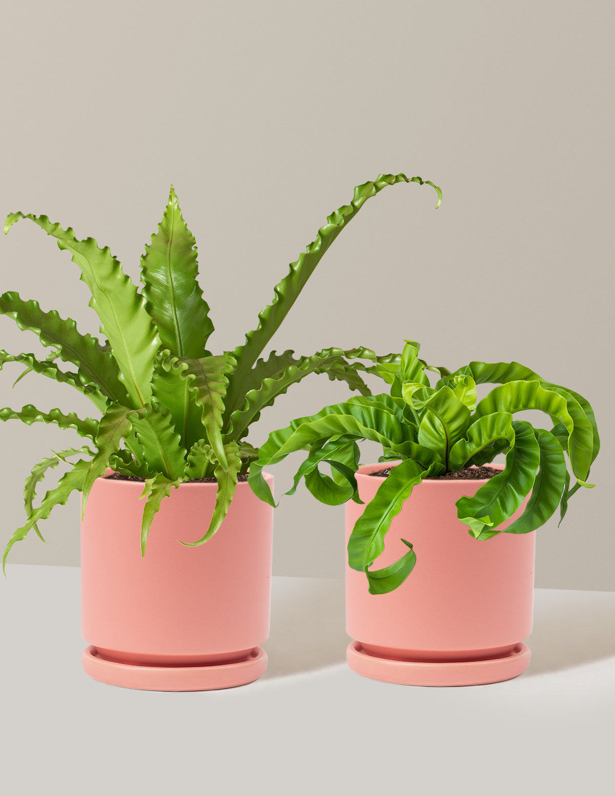 Fern Friends İkili Set