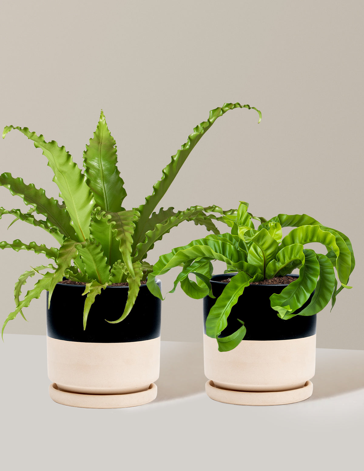 Fern Friends İkili Set