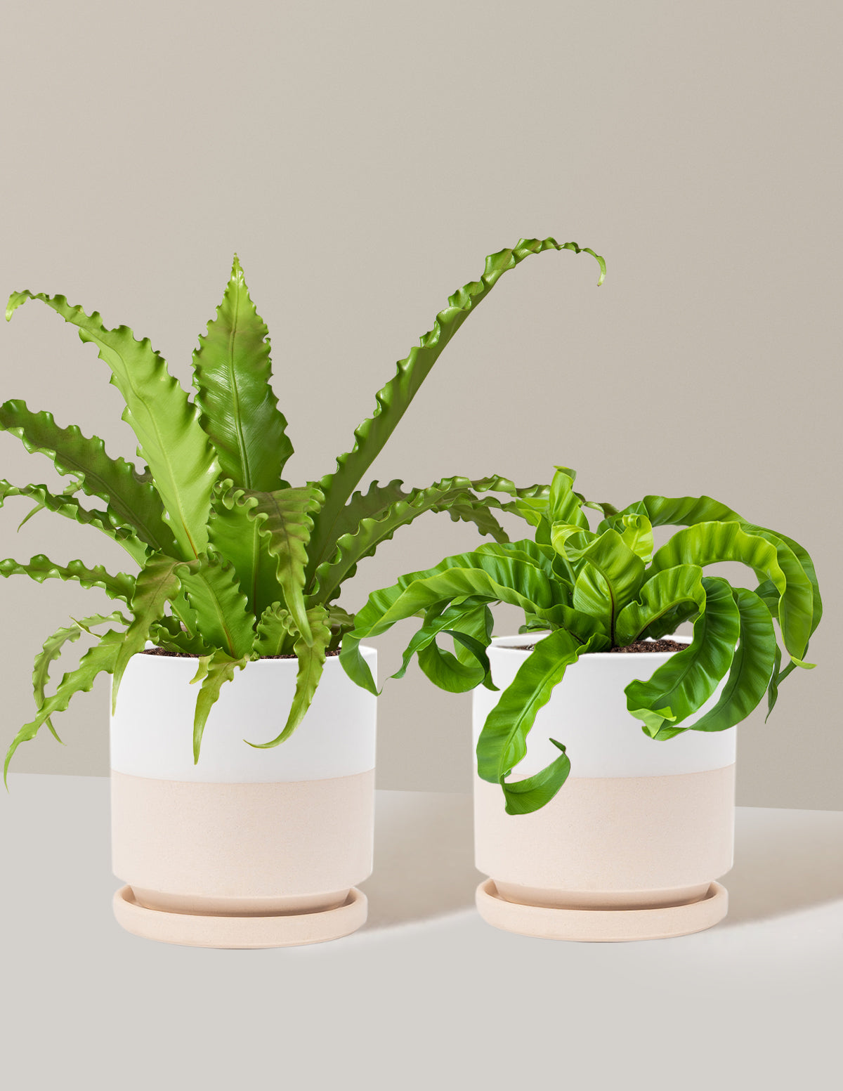 Fern Friends İkili Set
