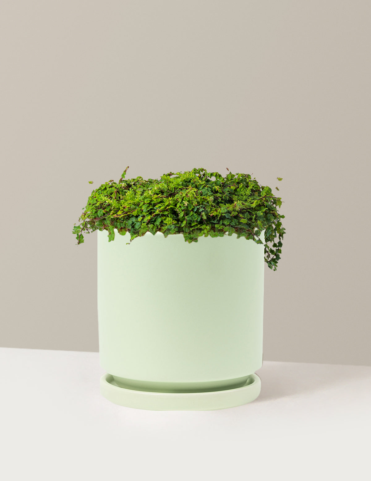 String of Frogs (Kurbağa Sarmaşığı)