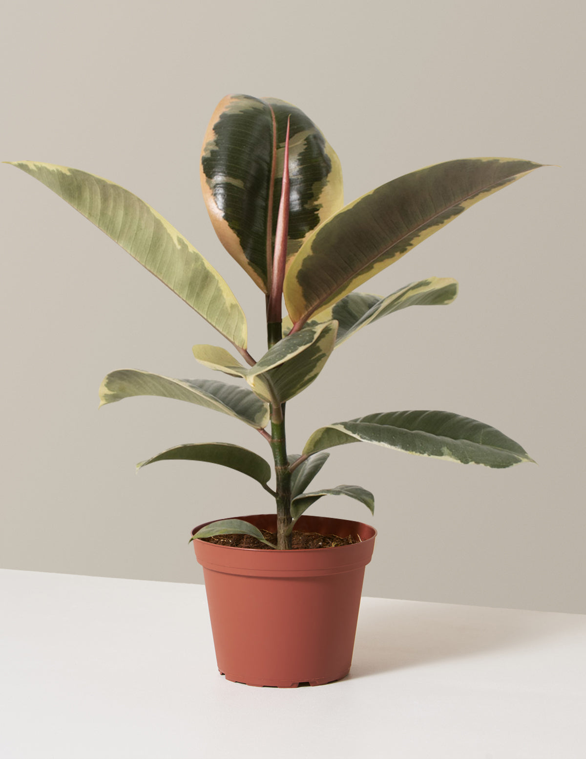 Ficus Tineke Bush