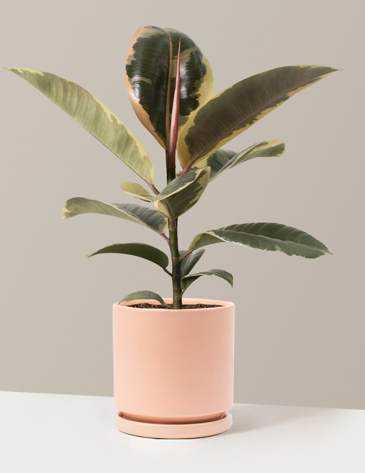 Ficus Tineke Bush