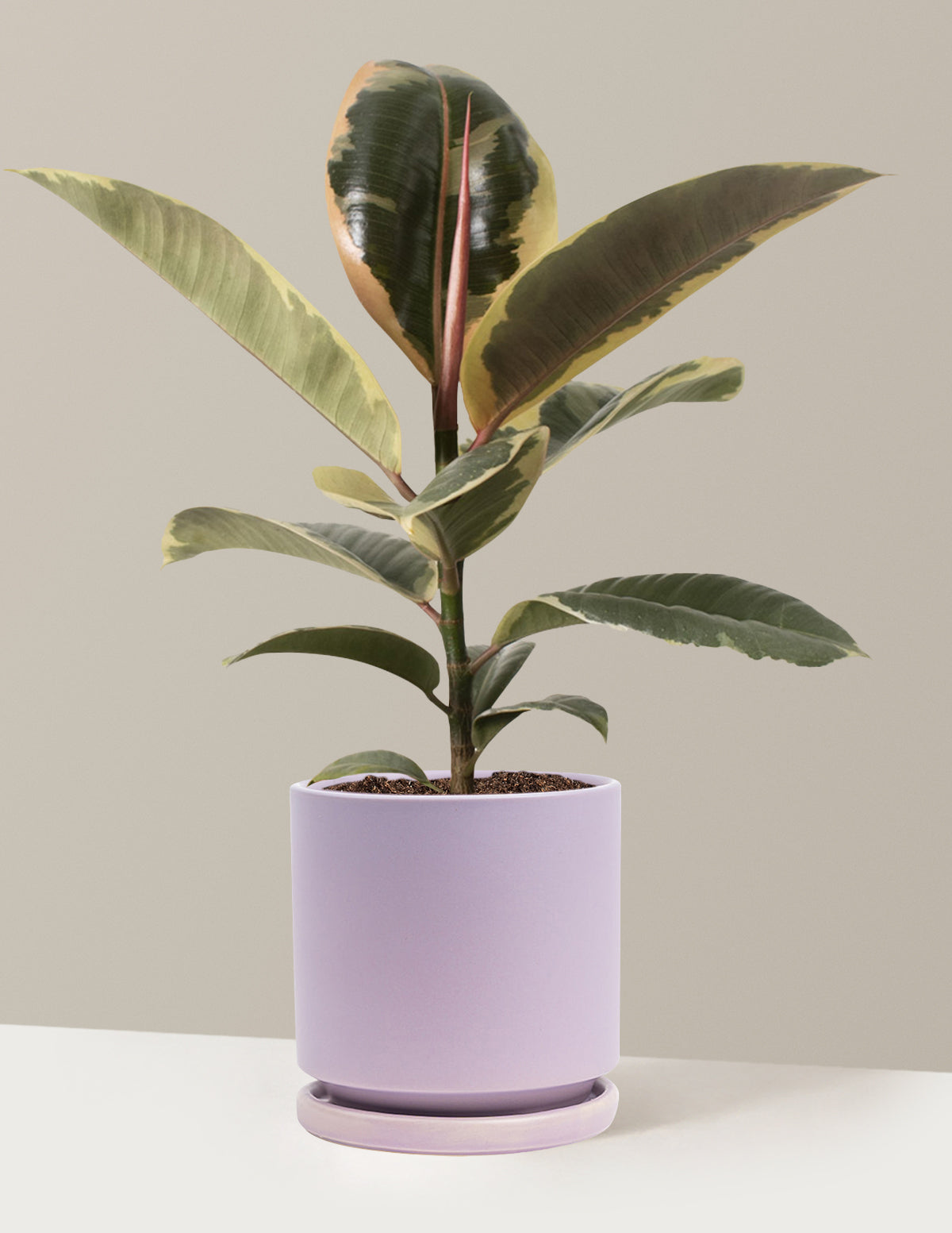 Ficus Tineke Bush