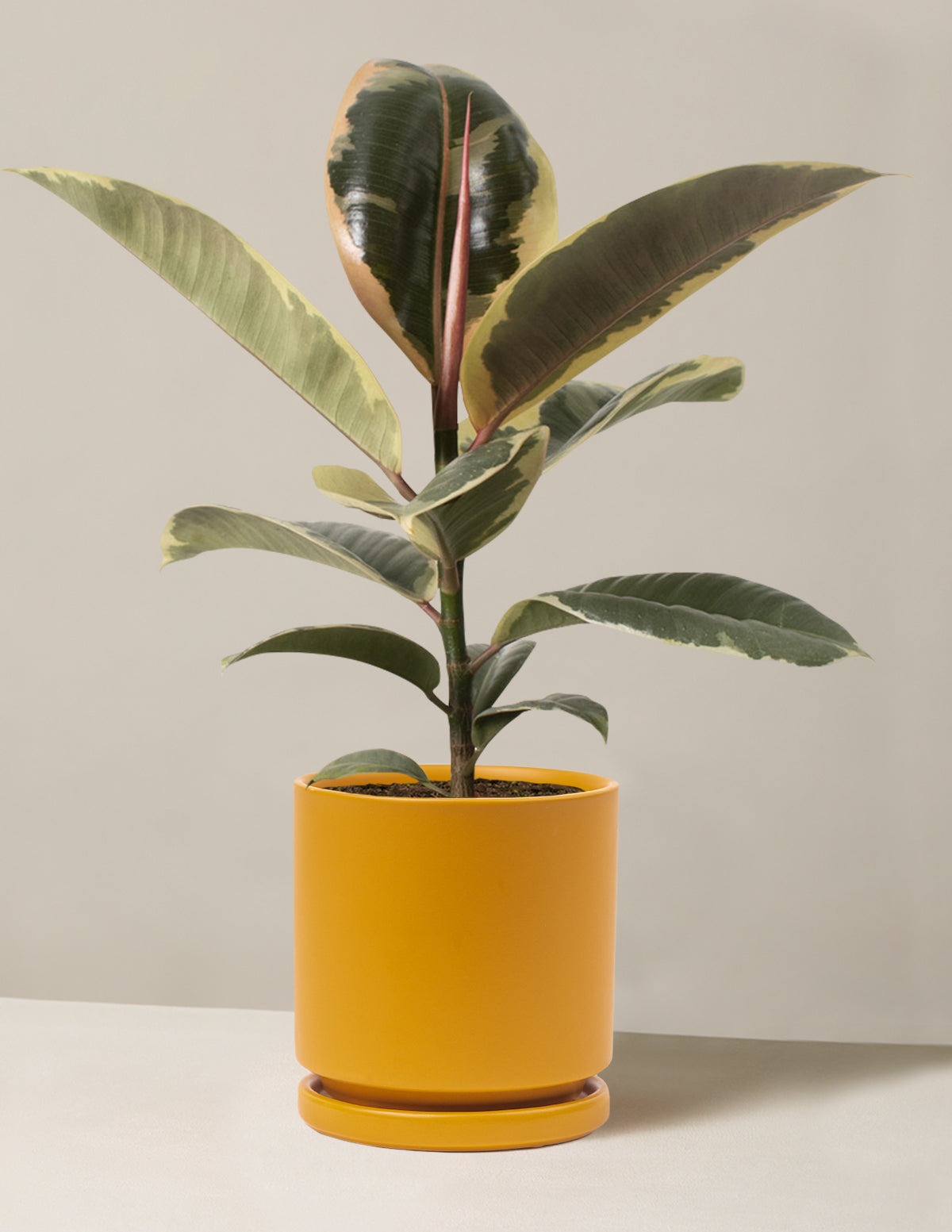Ficus Tineke Bush