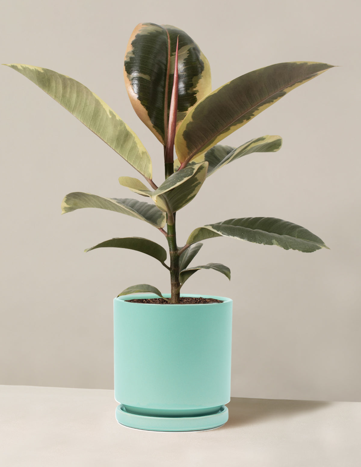 Ficus Tineke Bush